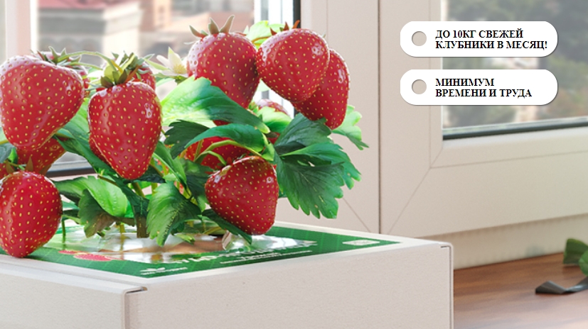 выращивание ягод в домашних условиях