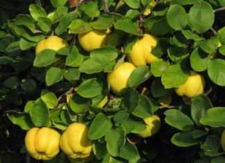 Чем полезна айва?