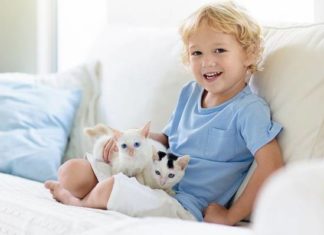 Как проверить, будет ли аллергия на конкретную кошку?