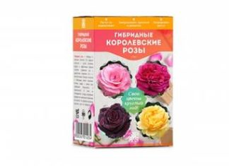 Гибридные королевские розы Свои цветы круглый год: в домашних условиях!