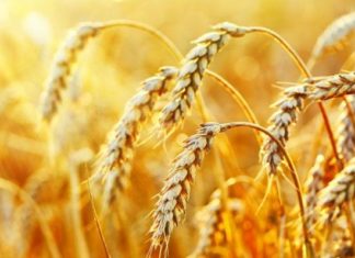 Чем полезна пшеница?