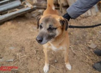 Может ли собака распознать коронавирус?