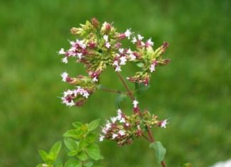 Как мелисса и душица помогут при бессоннице?