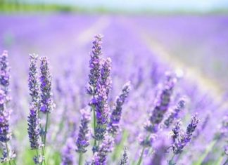От каких заболеваний излечит лаванда?