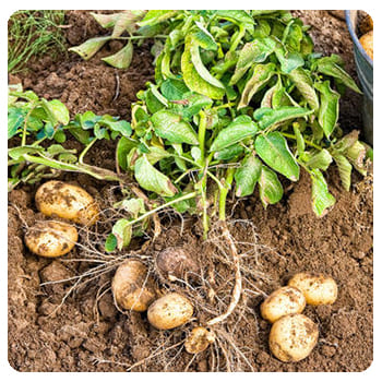 Форост Форост