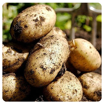 Форост Форост