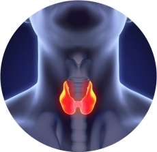 щитовидная железа дефицит йода в организме