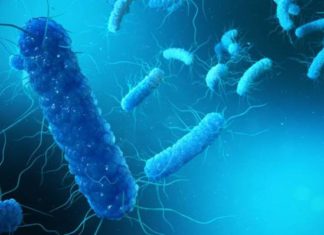 Чем опасна легочная чума и угрожает ли она жителям России?