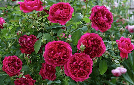 Принцип работы гибридные королевские розы