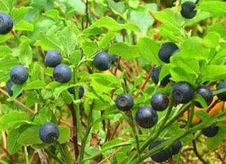 Правда, что черника на самом деле полезна не для глаз, а для сердца?