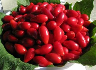 От чего вылечит кизил?