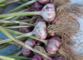 Действительно ли употребление чеснока защищает от гриппа и других вирусов?