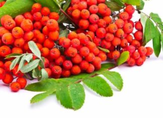 Как свекла и рябина помогут при скачках давления?